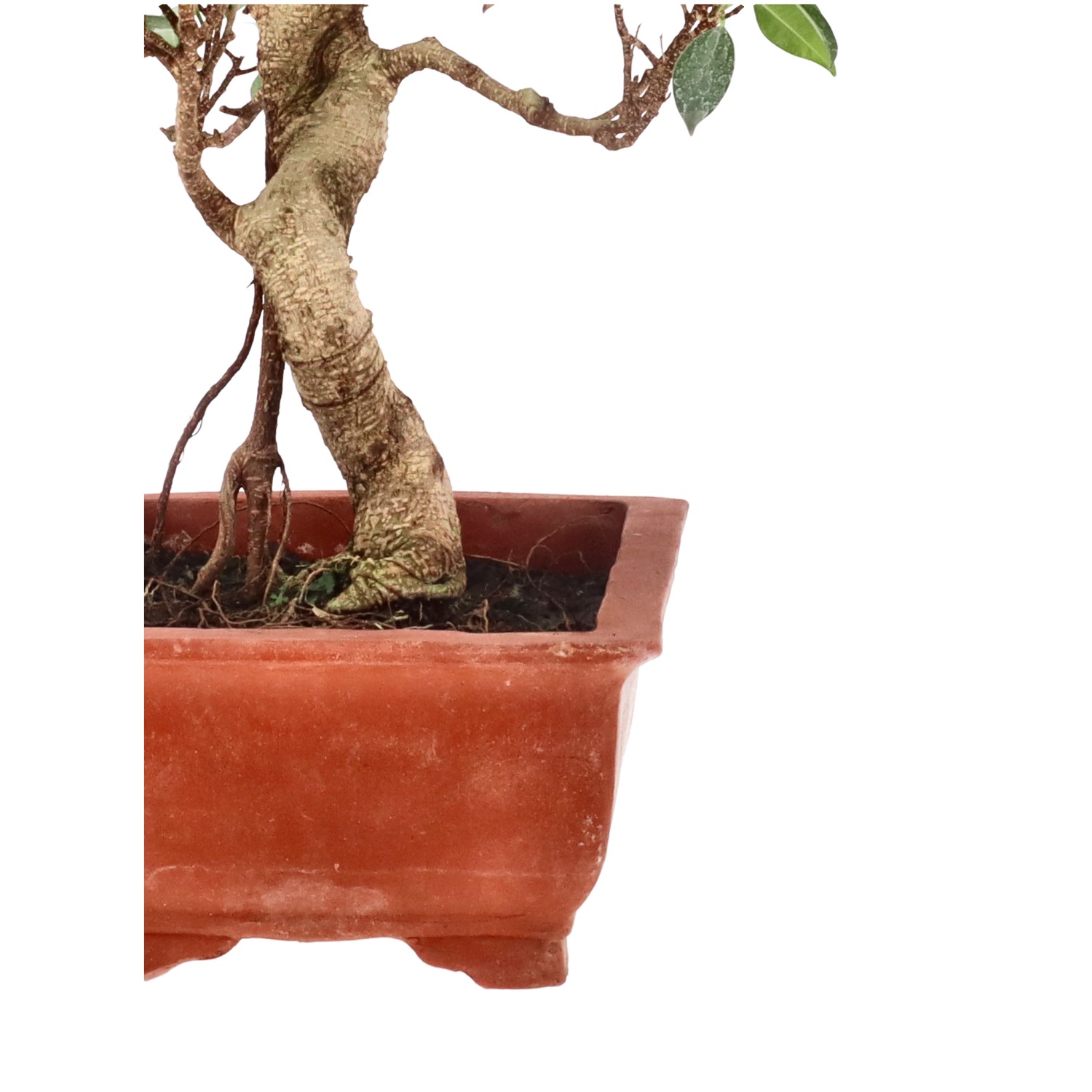 Ficus Retusa, env. 16 ans (57 cm)