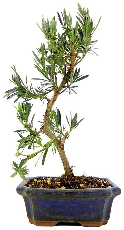 Chin. Steineibe (Macrophyllus), ca. 9 J. (30 cm)