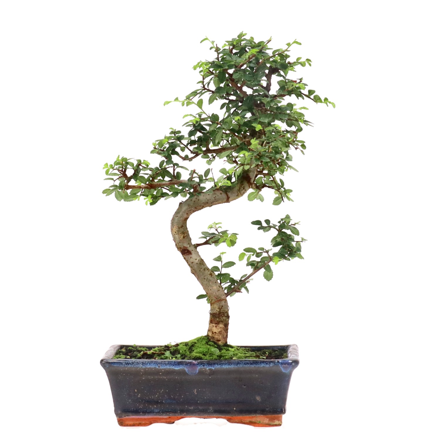 Chinese elm, approx. 9 y. (31 cm)