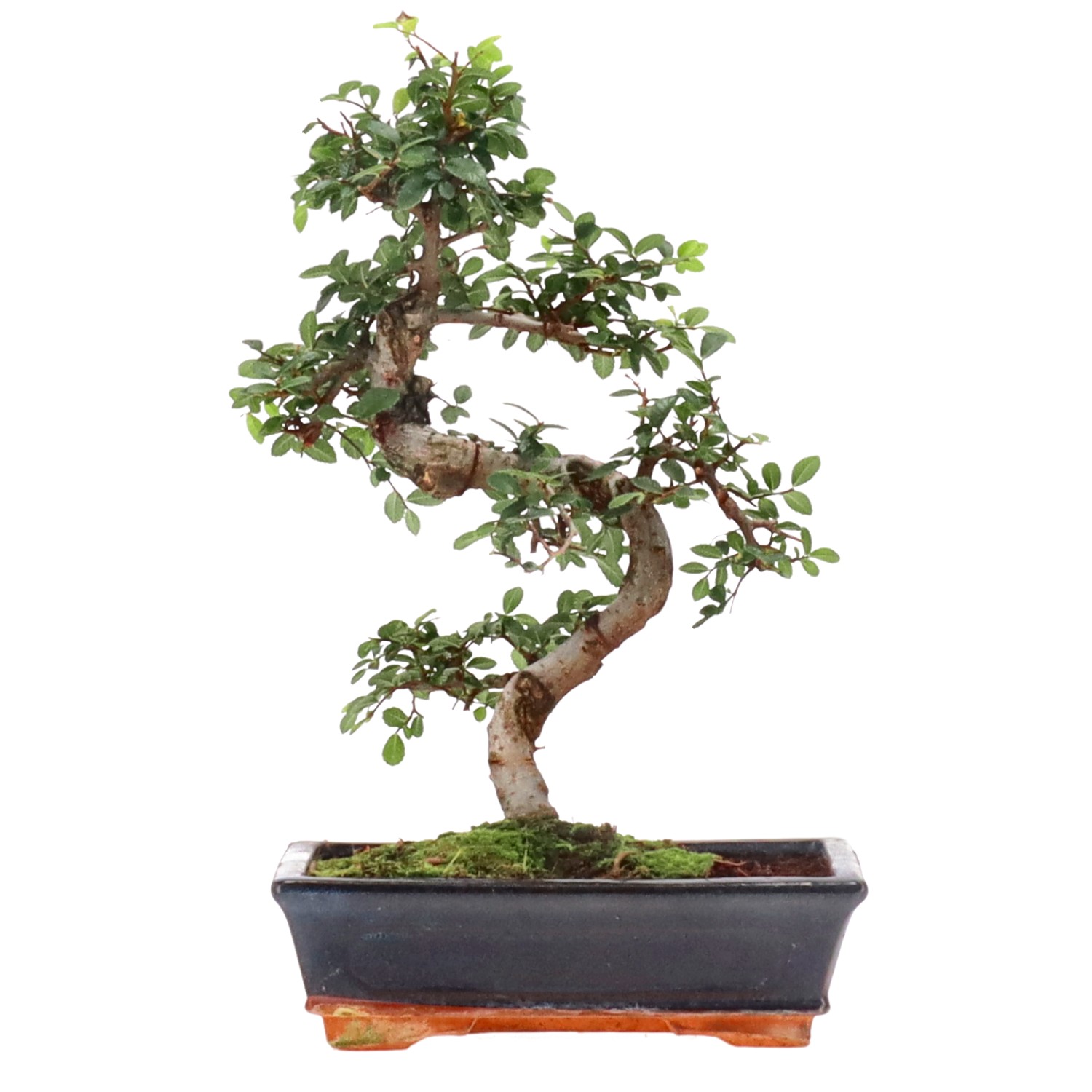 Chinese elm, approx. 12 y. (34 cm)