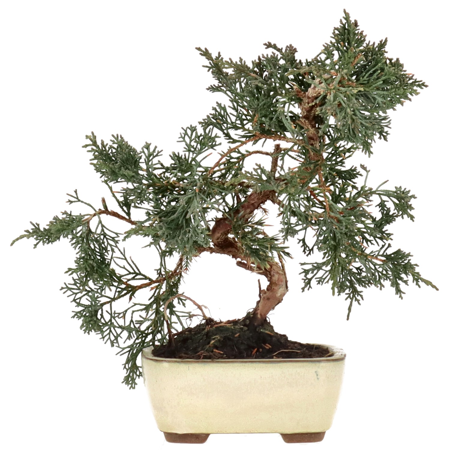 Chinese juniper, approx. 8 y. (25 cm)