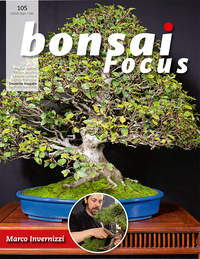 Bonsai-Focus 105 Sept/Okt 2020
