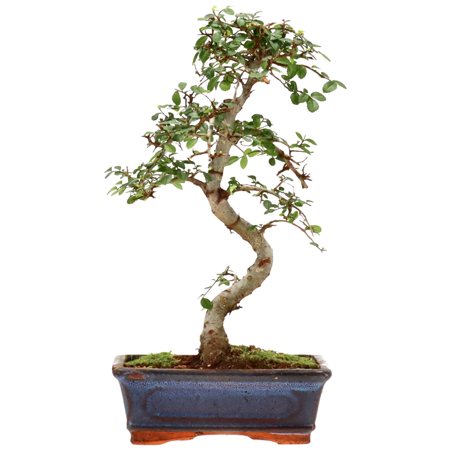 Orme de Chine, env. 9 ans (32 cm)