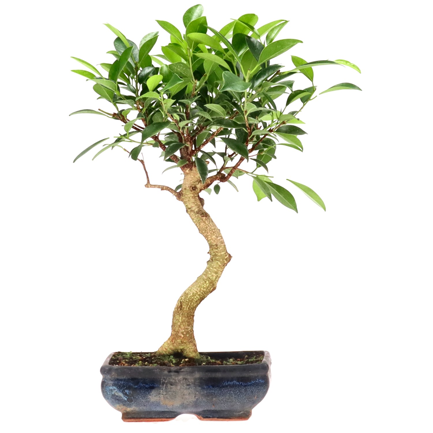 Ficus Retusa, env. 9 ans (37 cm)