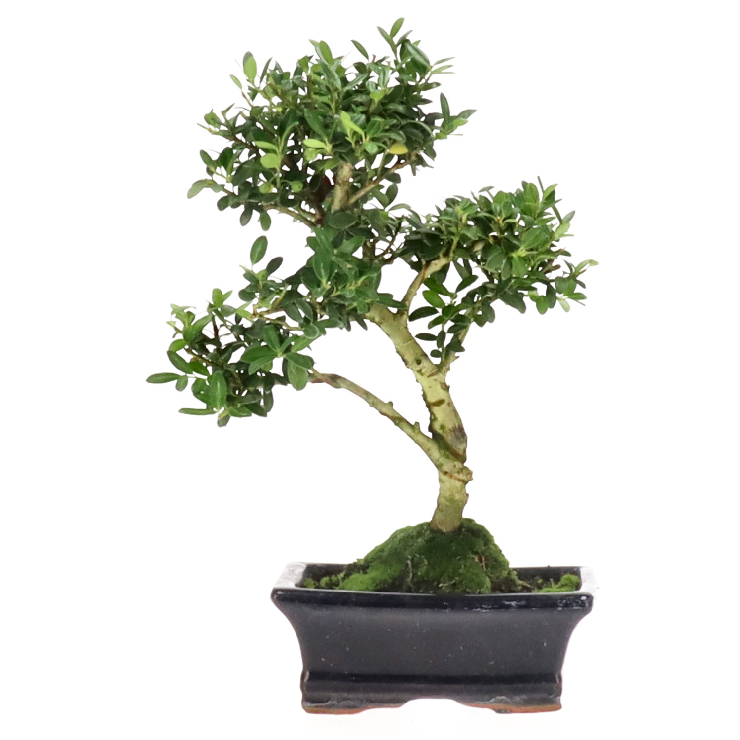 Japanese Holly, approx. 7 y. (24 cm)