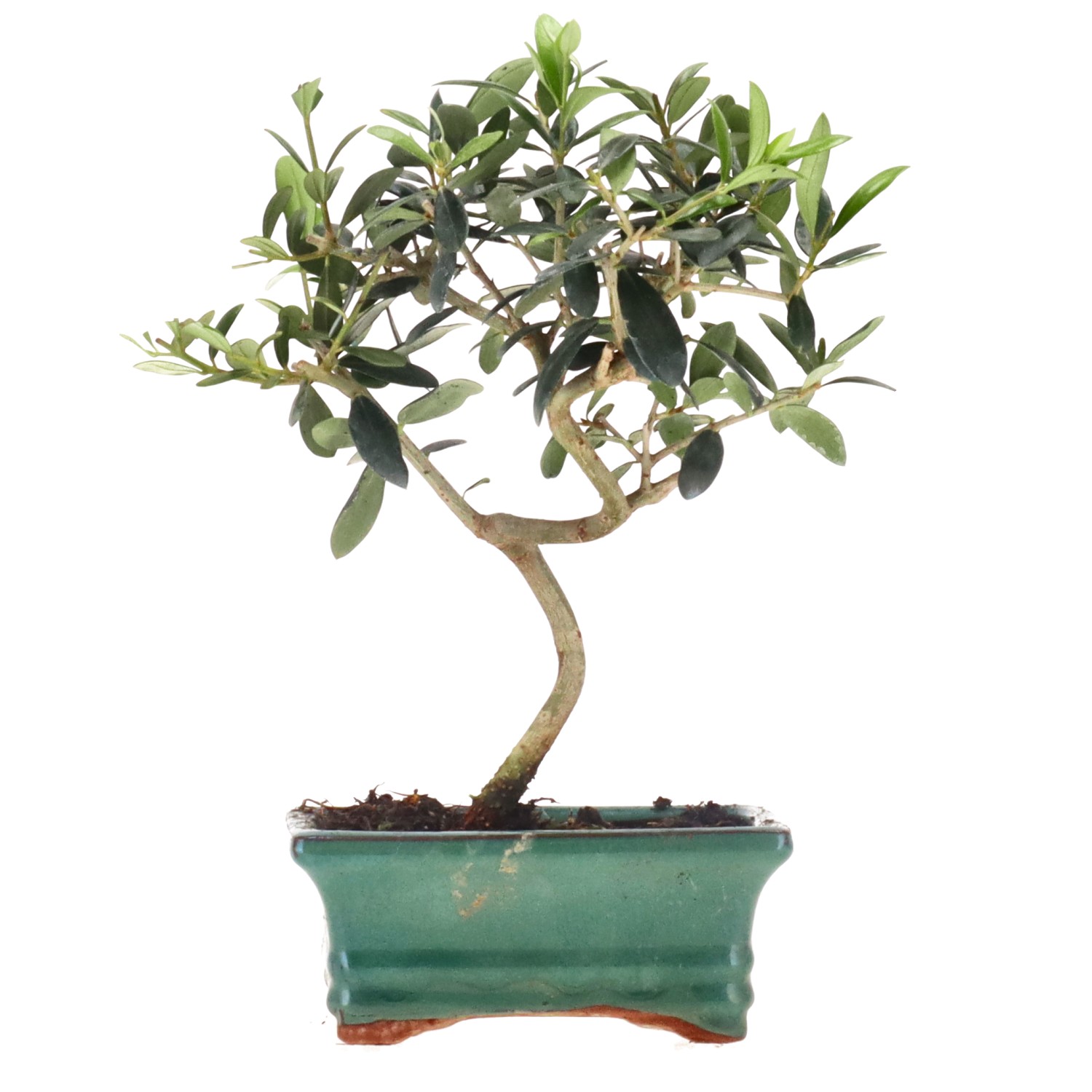 Olive, ca. 8 Jahre (24 cm)