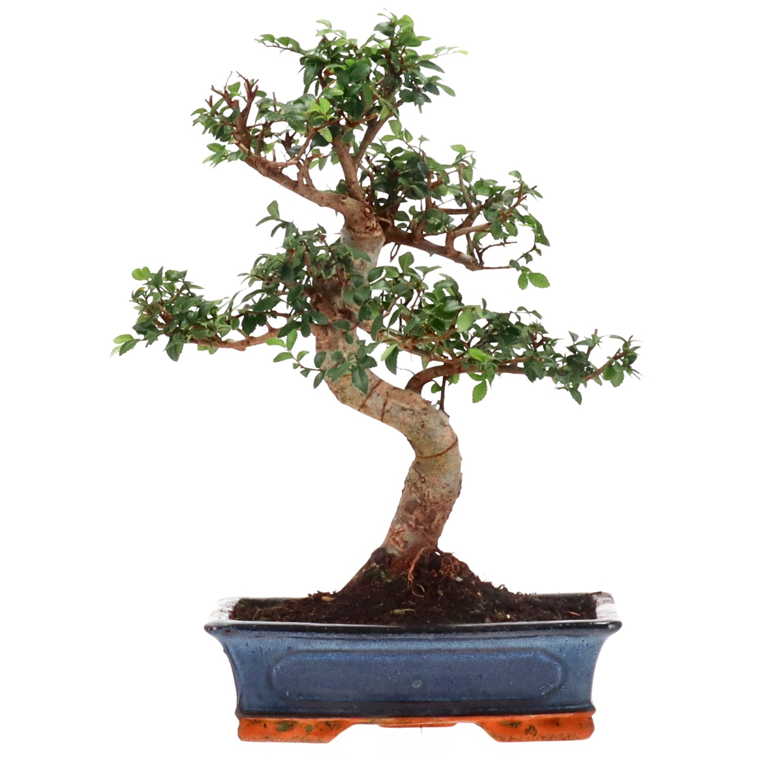 Chinese elm, approx. 16 y. (41 cm)