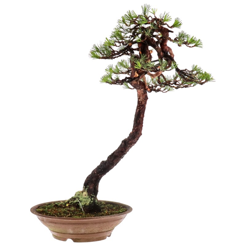 Pinus densiflora, env. 50 ans (83 cm)