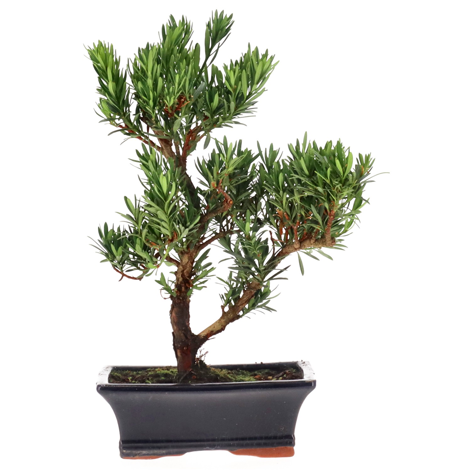 Buddhist pine, approx. 10 y. (32 cm)