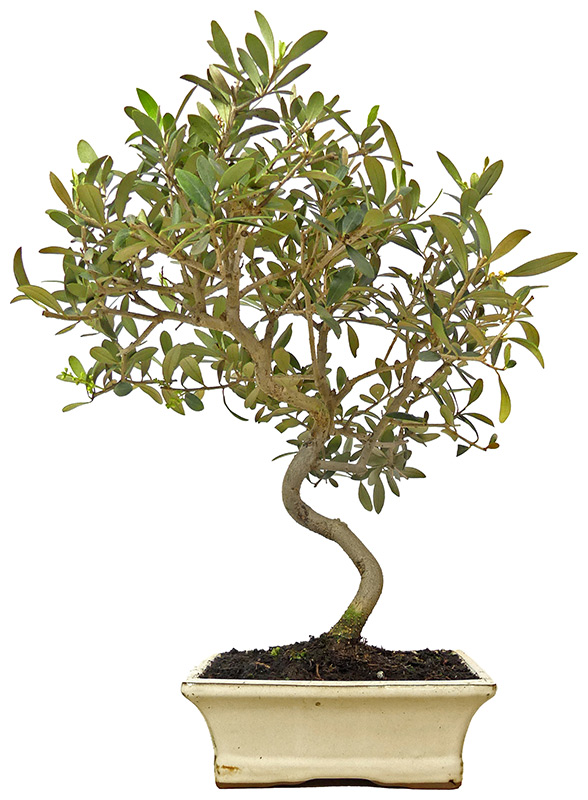 Olive, ca. 10 J. (37 cm)