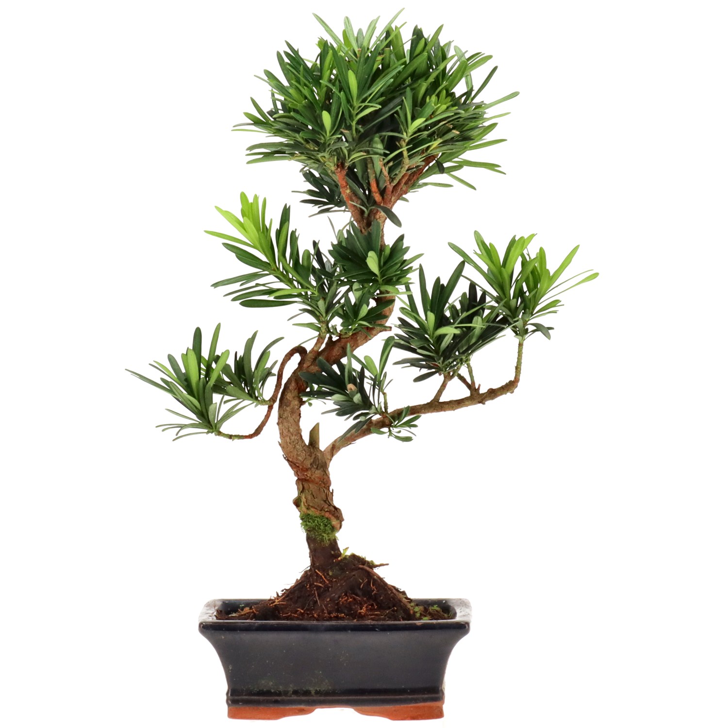 Buddhist pine, approx. 7 y. (33 cm)