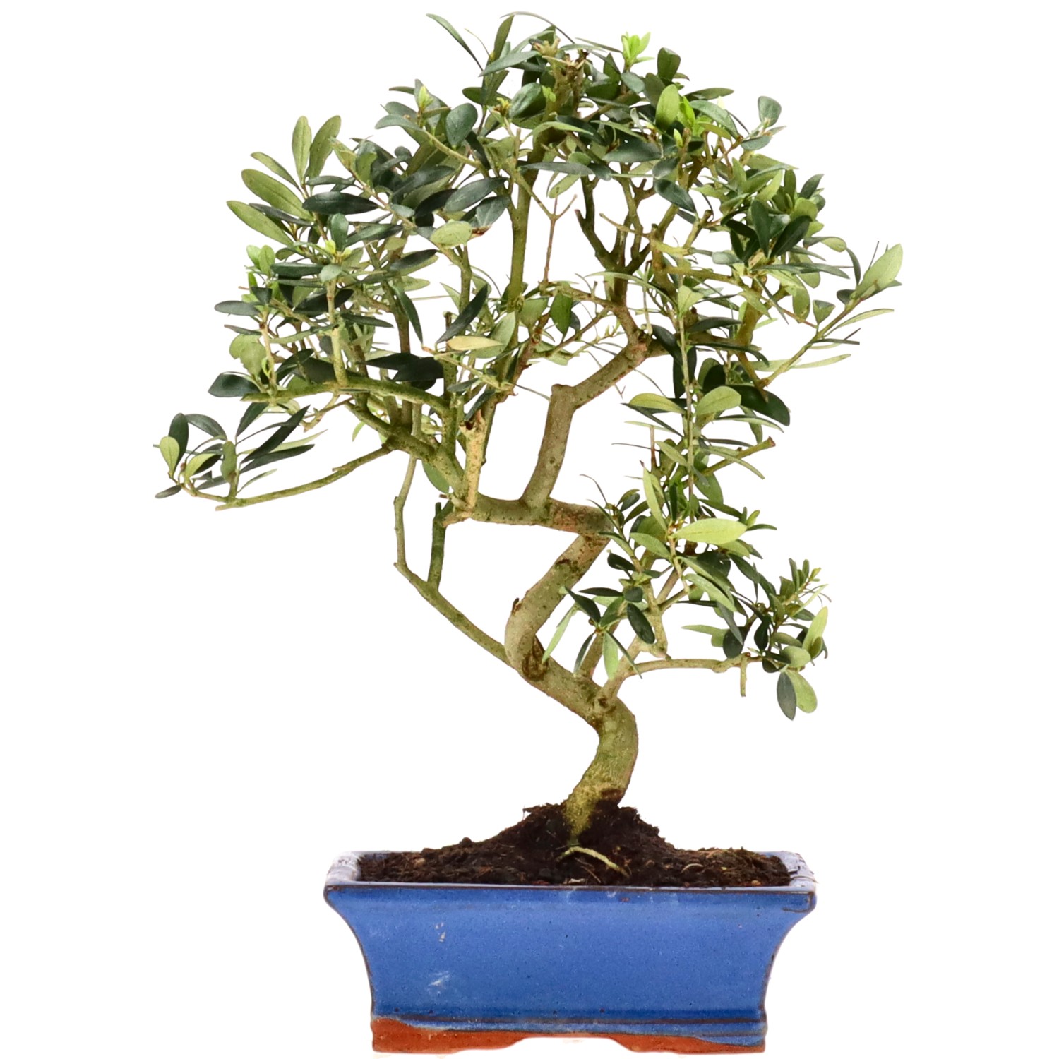 Olive tree, approx. 10 y. (35 cm)