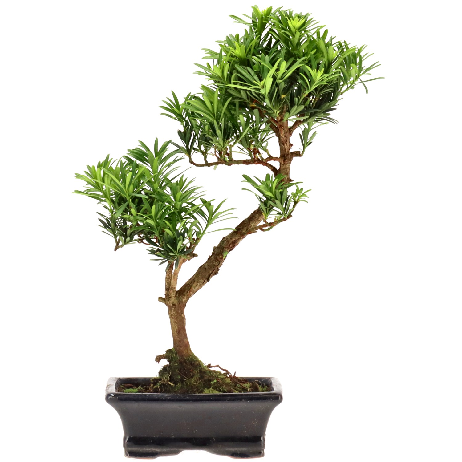 Buddhist pine, approx. 7 y. (32 cm)