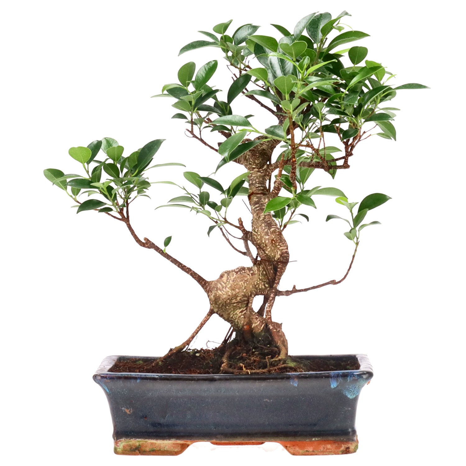 Ficus Retusa, env. 14 ans (34 cm)