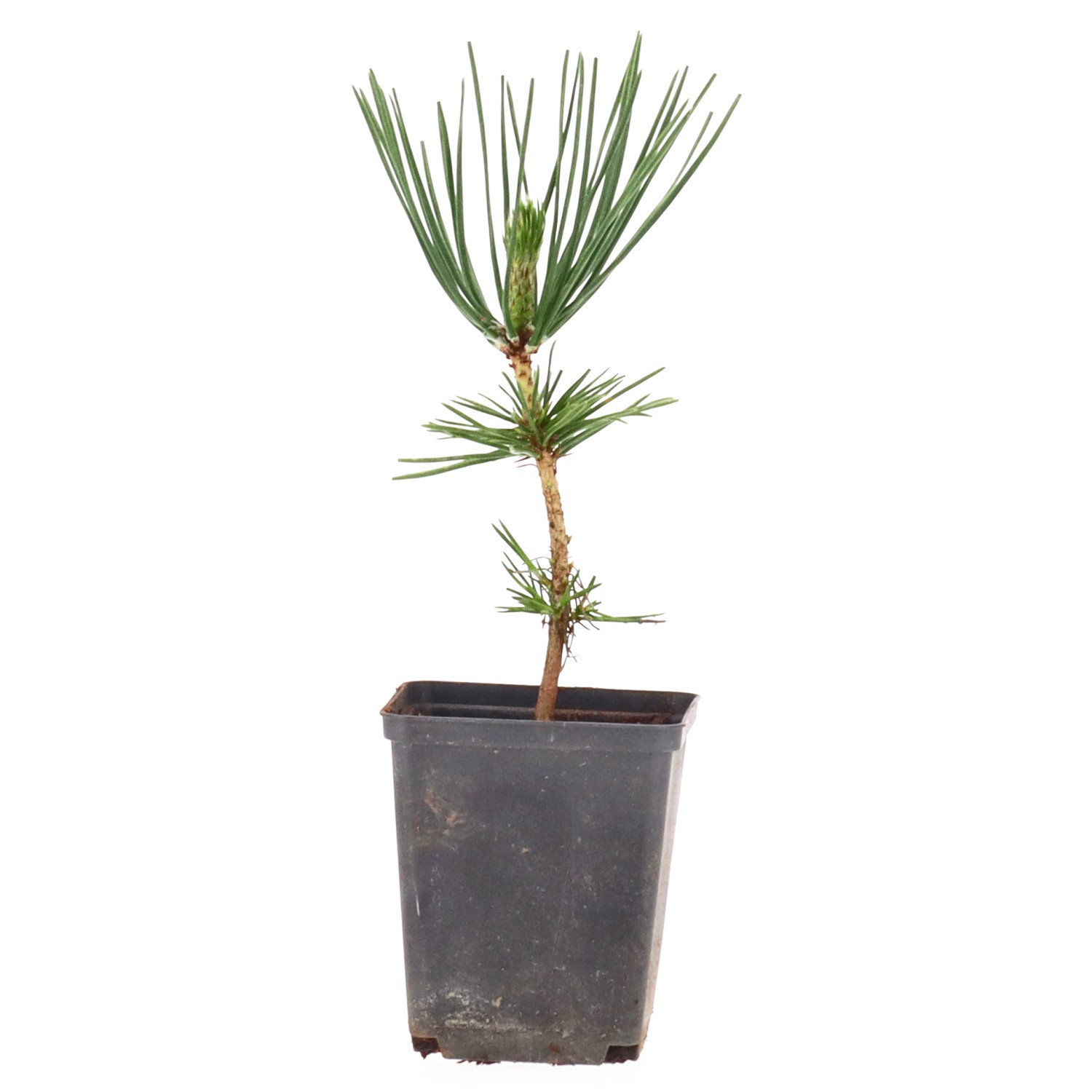 Dwarf pine tree