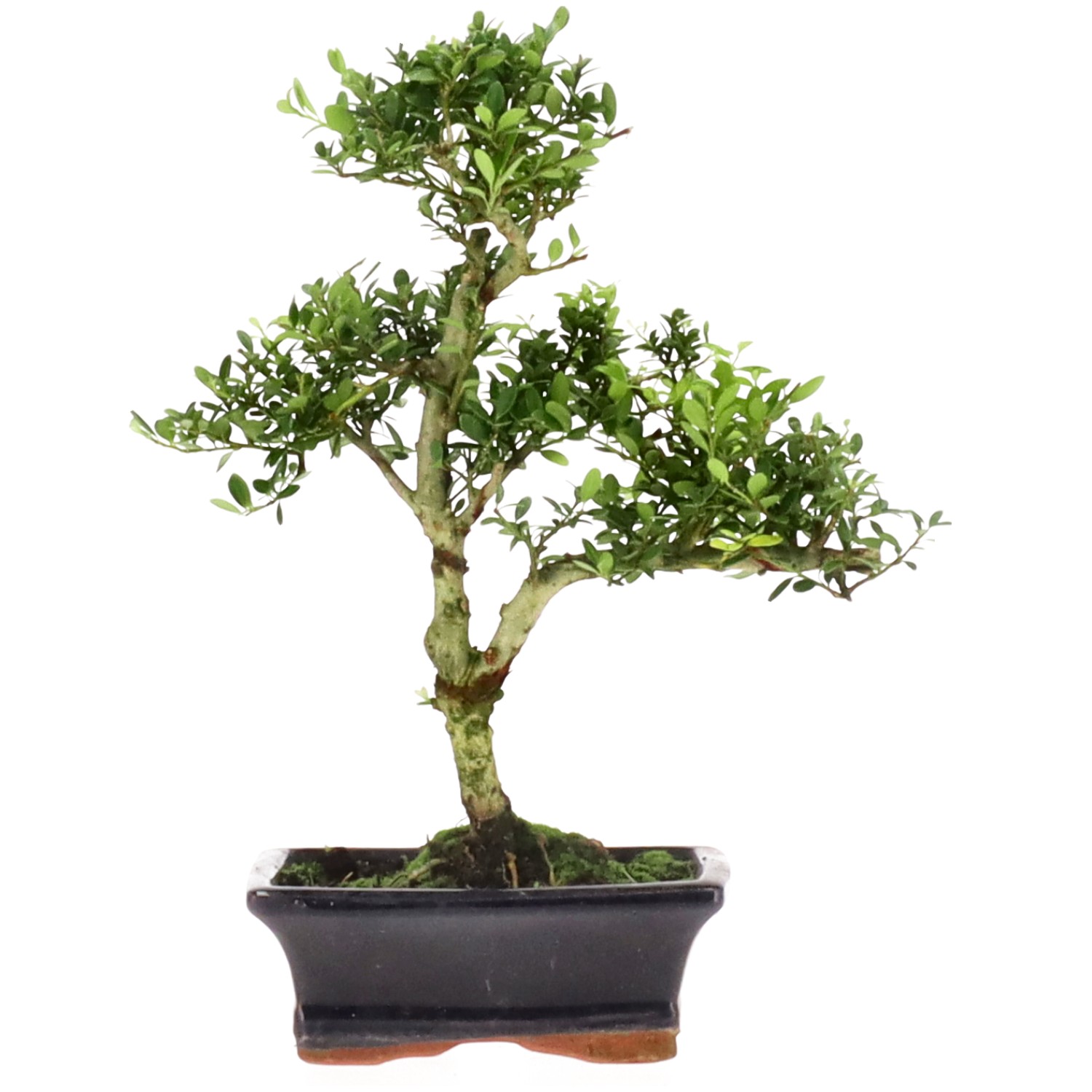 Japanese Holly, approx. 7 y. (27 cm)