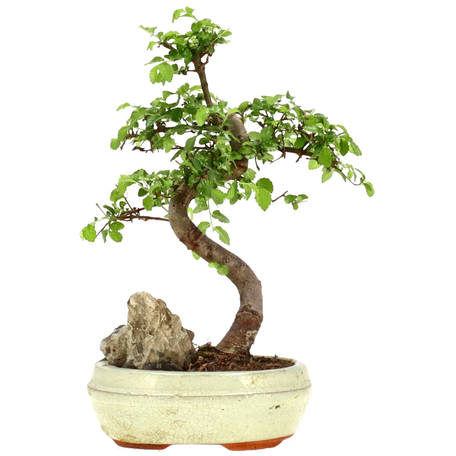 Orme de Chine, env. 8 ans (24 cm)