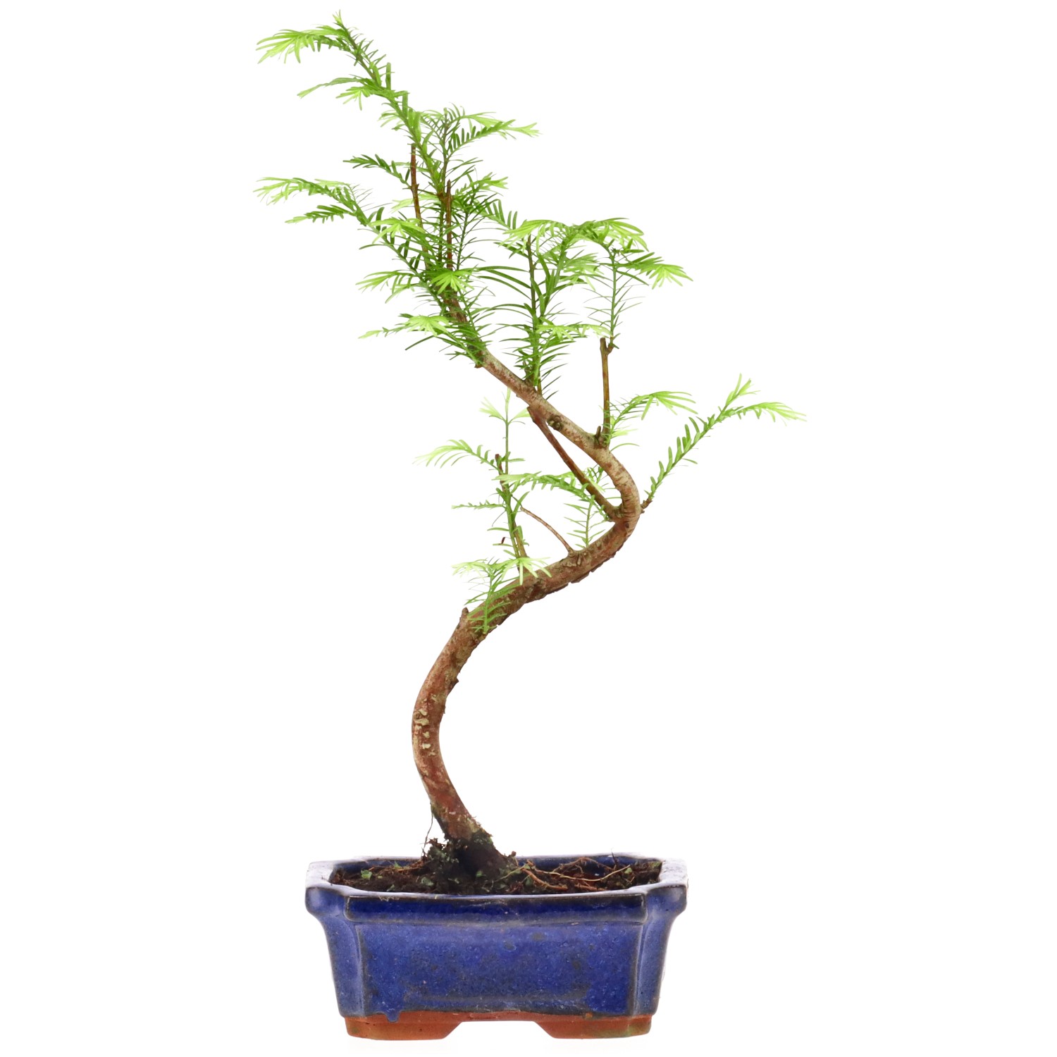 Metasequoia glyptostroboides, env. 5 ans (29 cm)