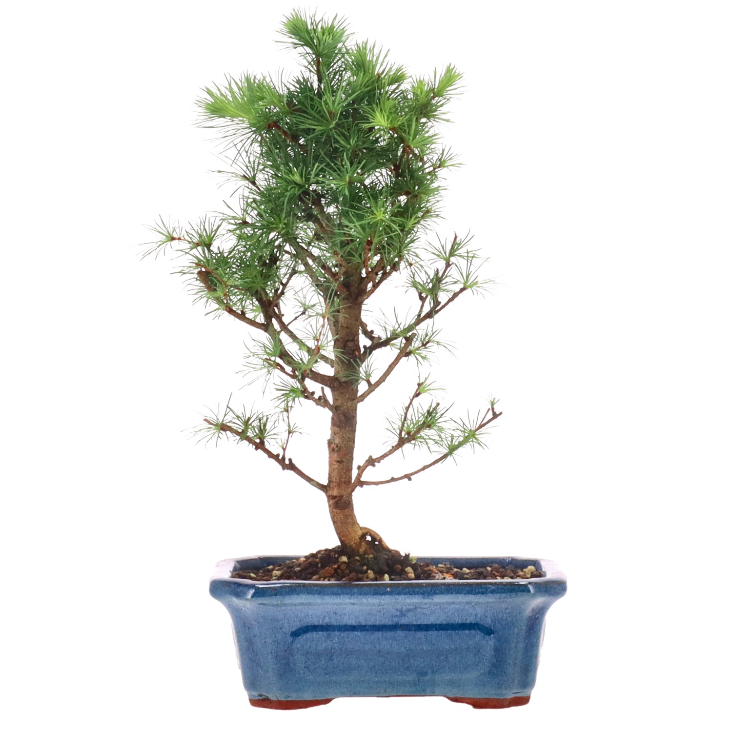 Japanese Larch, ca. 7 y. (31 cm)