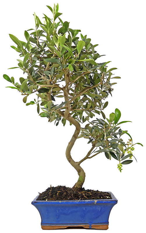 Olive, ca. 10 J. (42 cm)