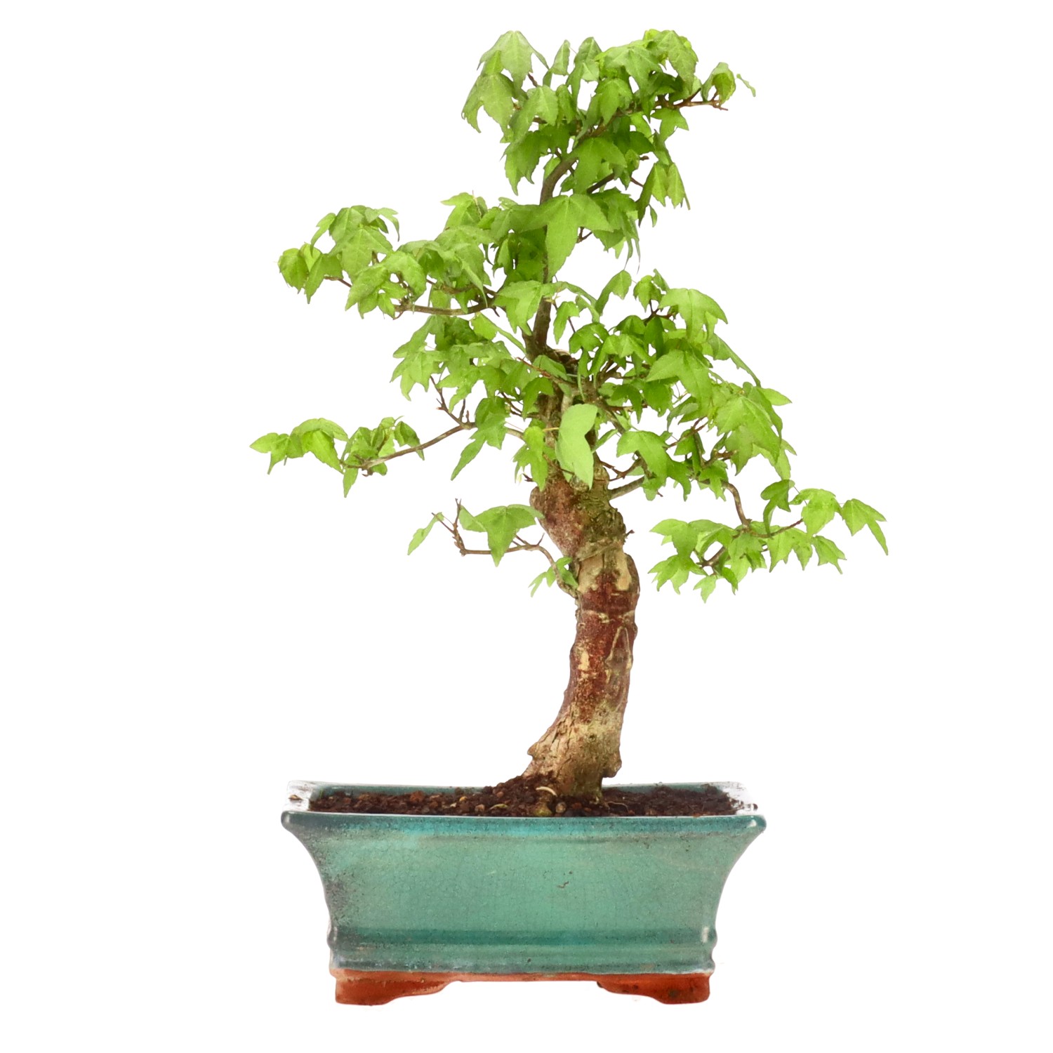 Trident Maple, ca. 14 y. (35 cm)