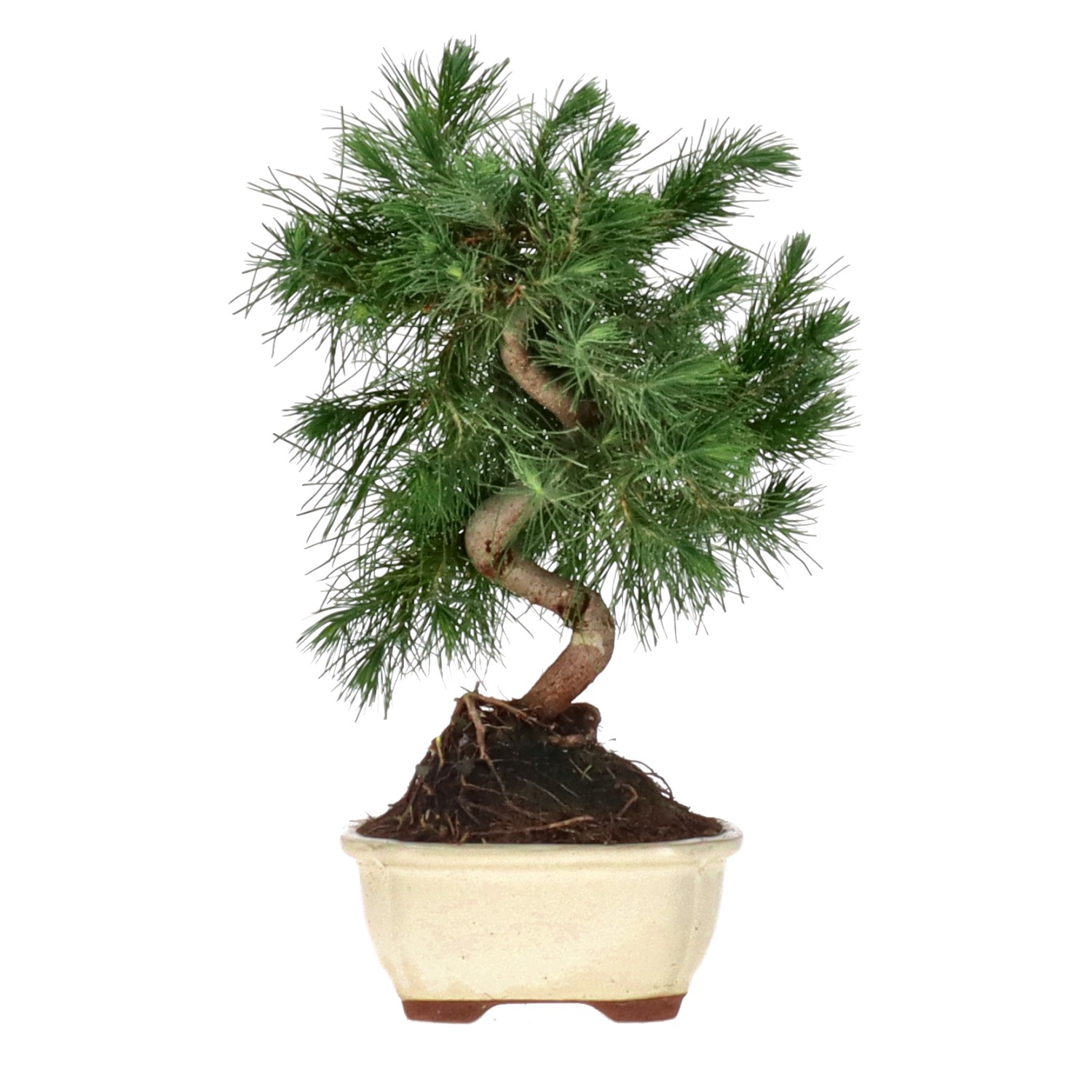 Aleppo Pine, ca. 8 y. (29 cm)