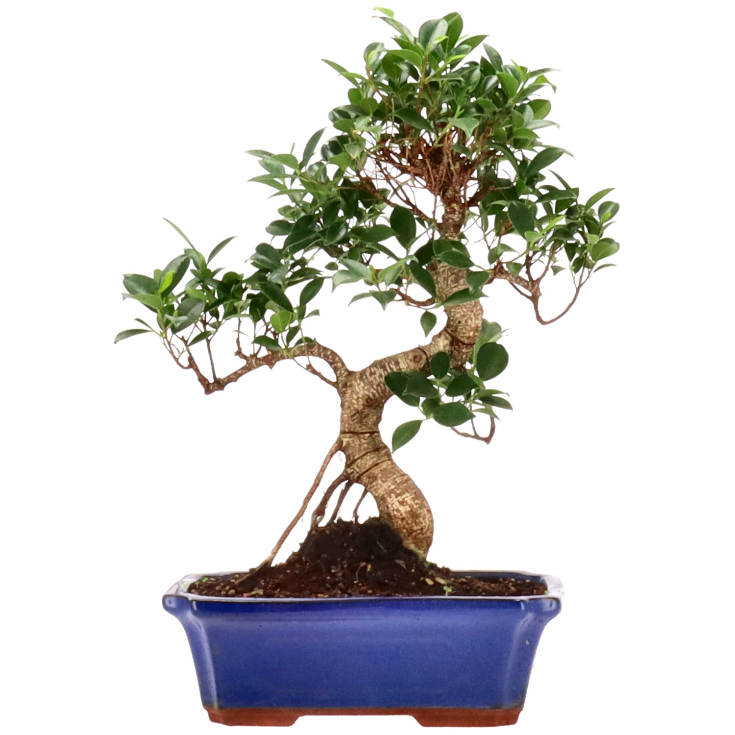 Ficus Retusa, ca. 12 anni (44 cm)