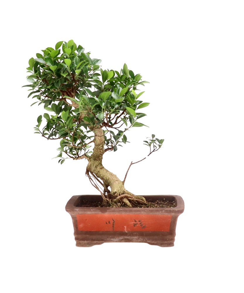 Ficus Retusa, env. 18 ans (50 cm)