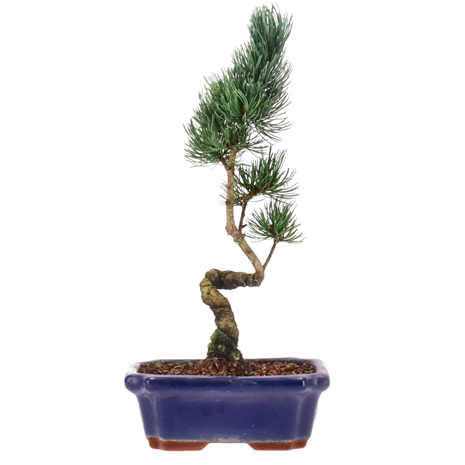 Japanese white pine, approx. 11 y. (32 cm)