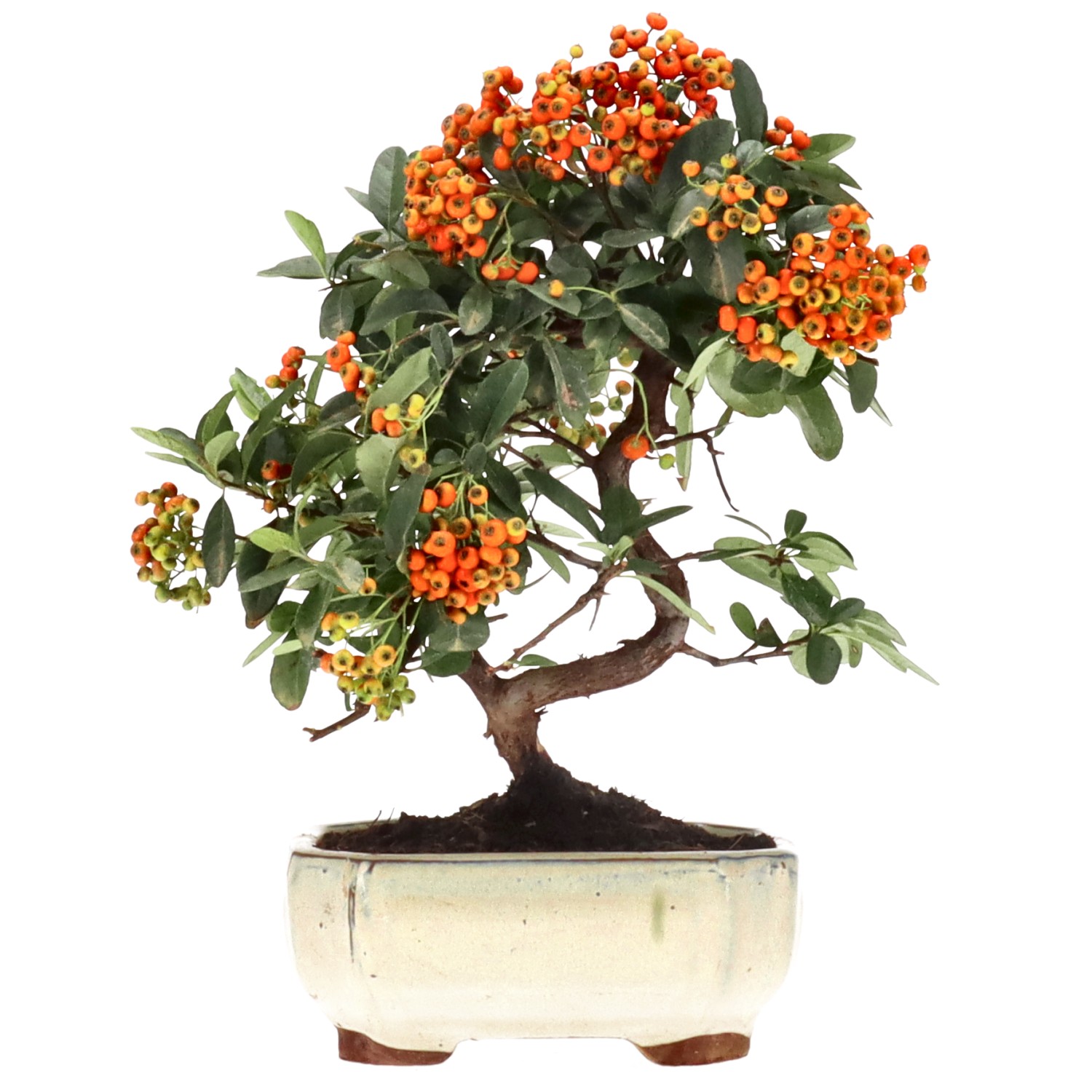 Firethorn, approx. 7 y. (24 cm)