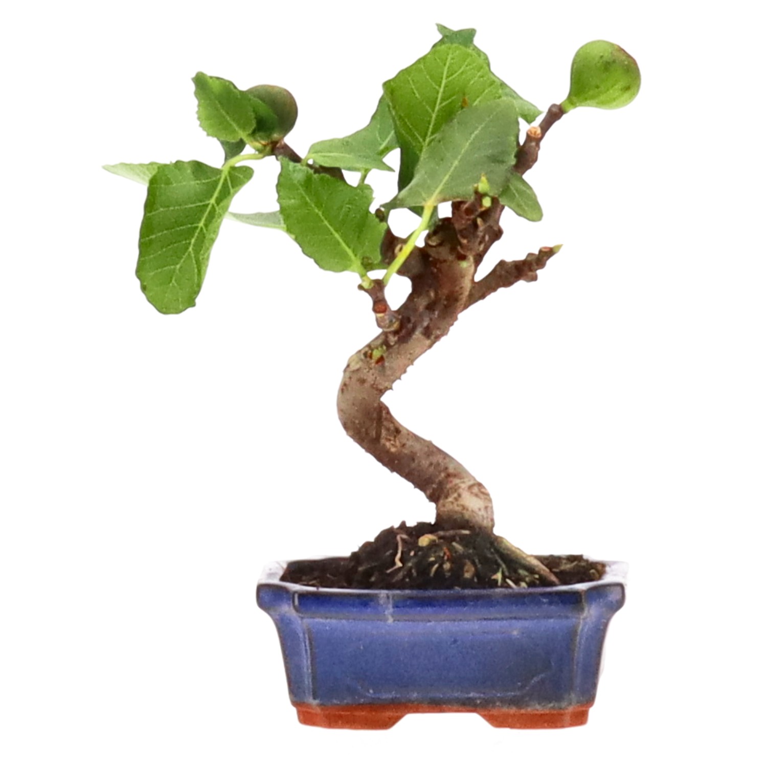 Ficus carica, ca. 7 anni (21 cm)