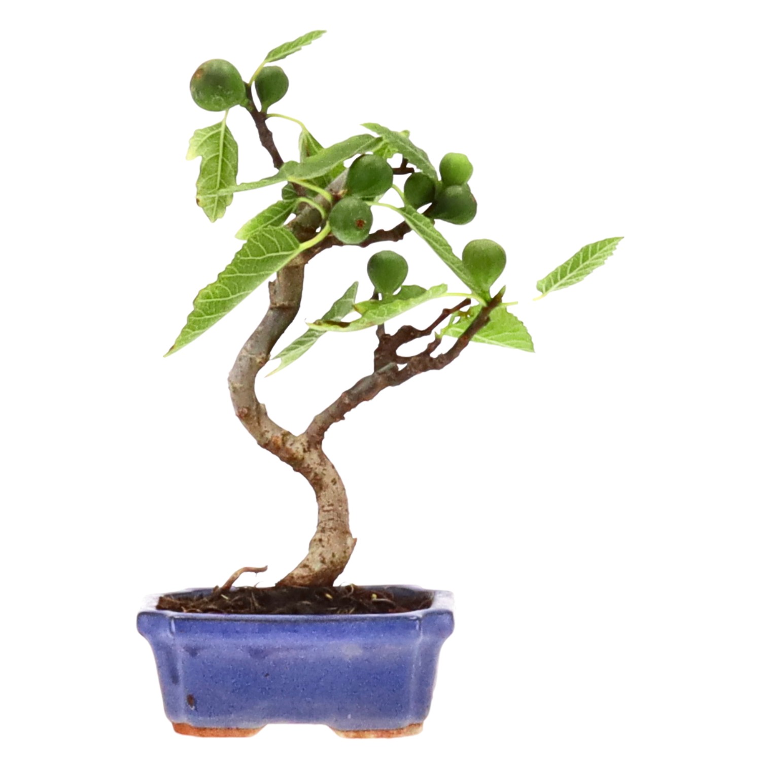 Ficus carica, ca. 7 anni (24 cm)