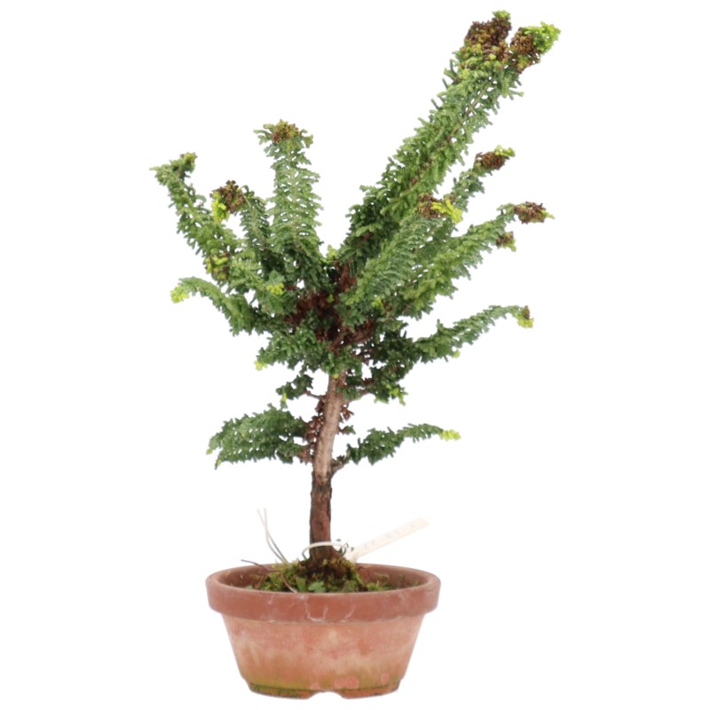 Chamaecyparis obtusa, ca. 10 anni (26 cm)