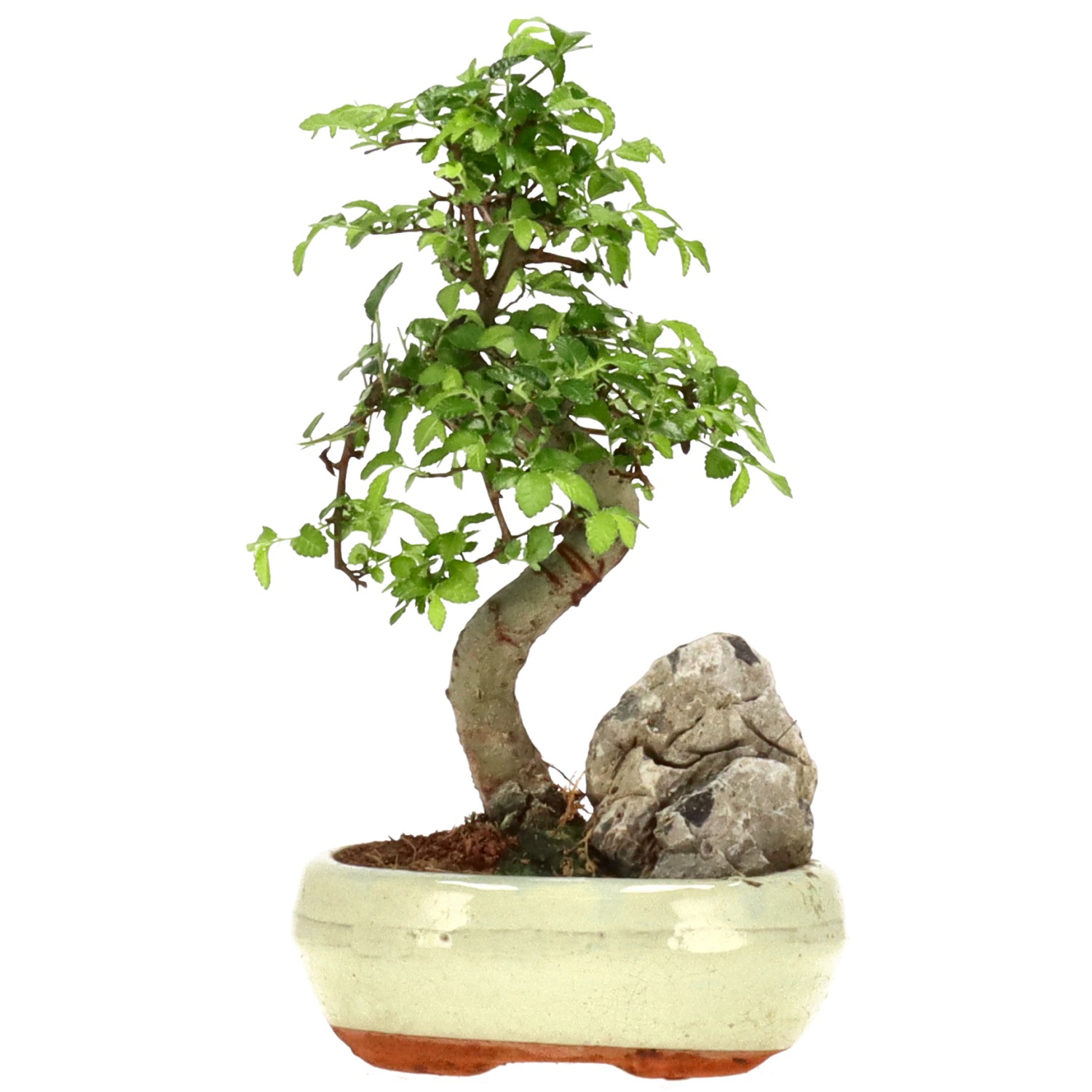 Orme de Chine, env. 8 ans (24 cm)