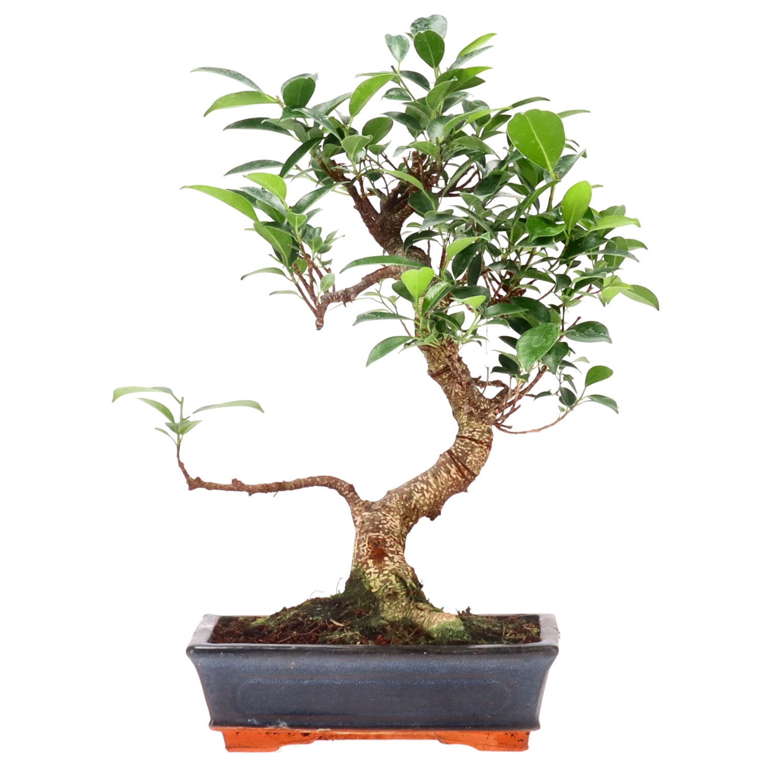 Ficus Retusa, env. 12 ans (39 cm)