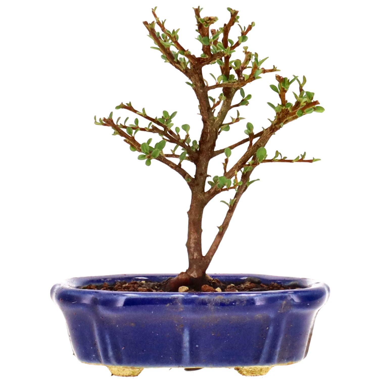 Cotoneaster microphylla, env. 3 ans (14 cm)