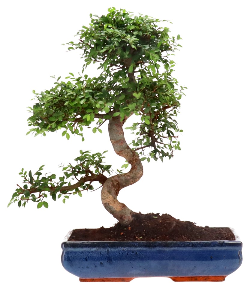 Chinese elm, approx. 18 y. (51 cm)