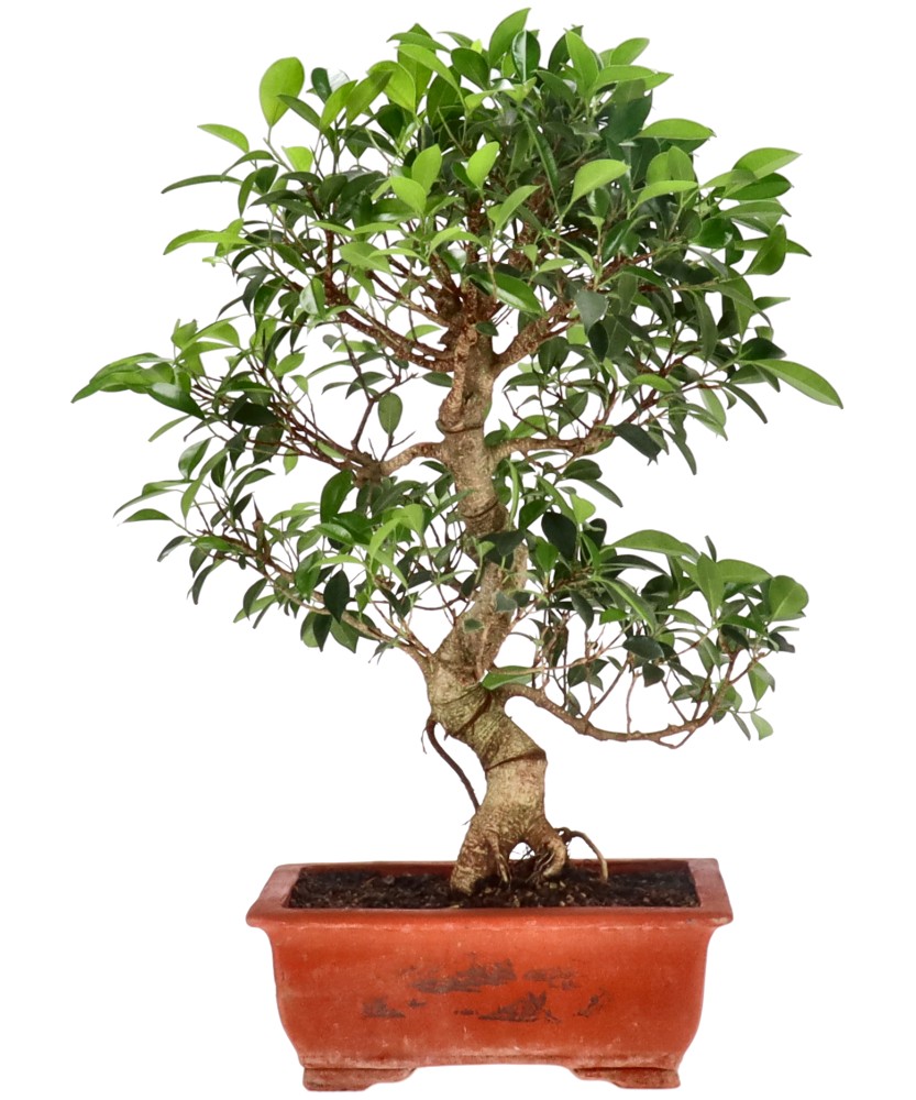 Ficus Retusa, env. 16 ans (55 cm)