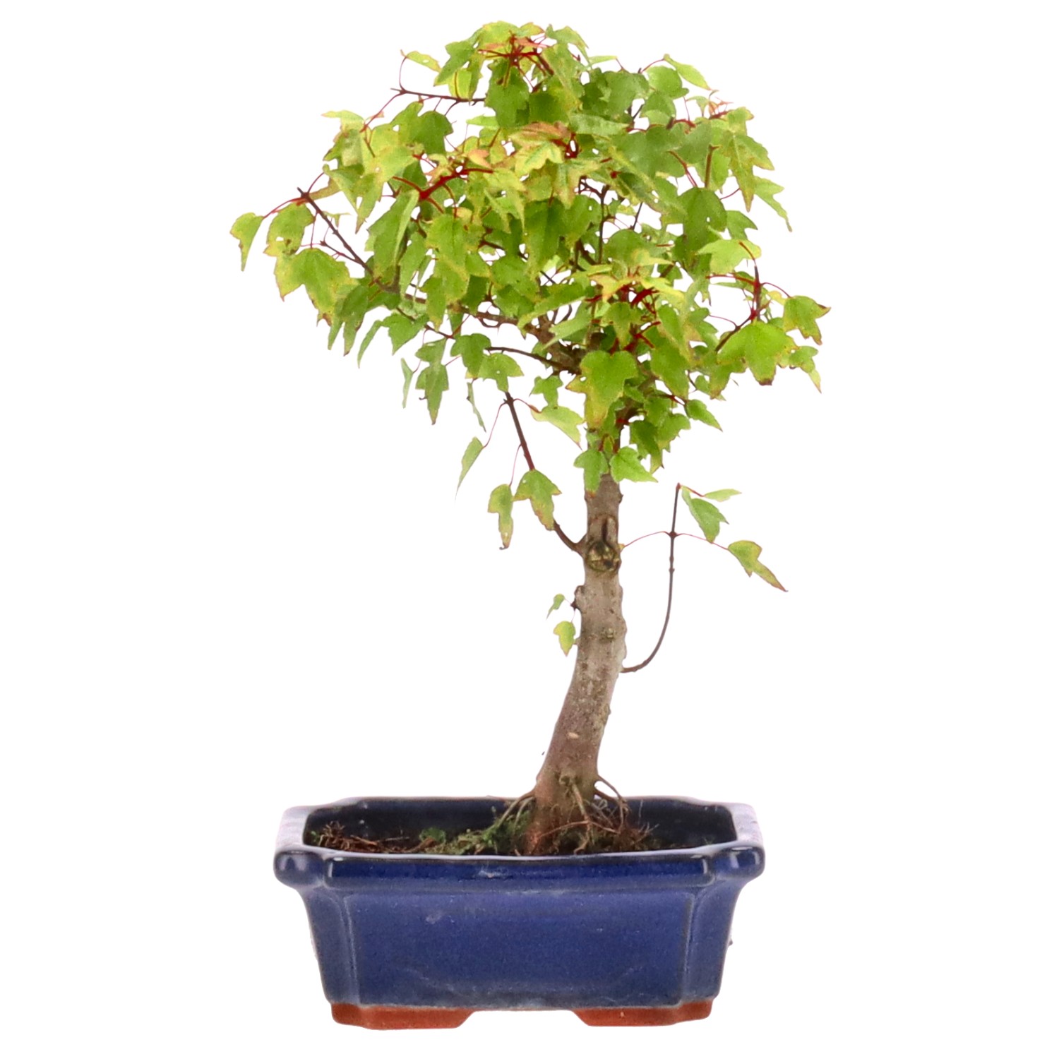 Trident Maple, approx. 7 y. (30 cm)