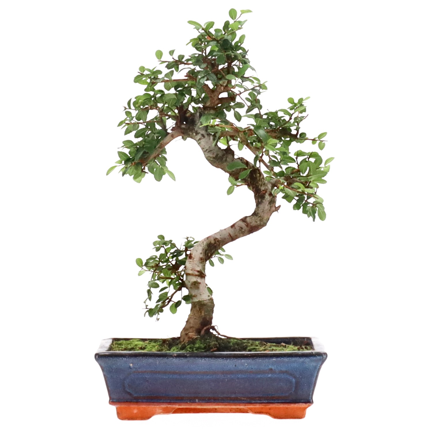 Chinese elm, approx. 12 y. (36 cm)