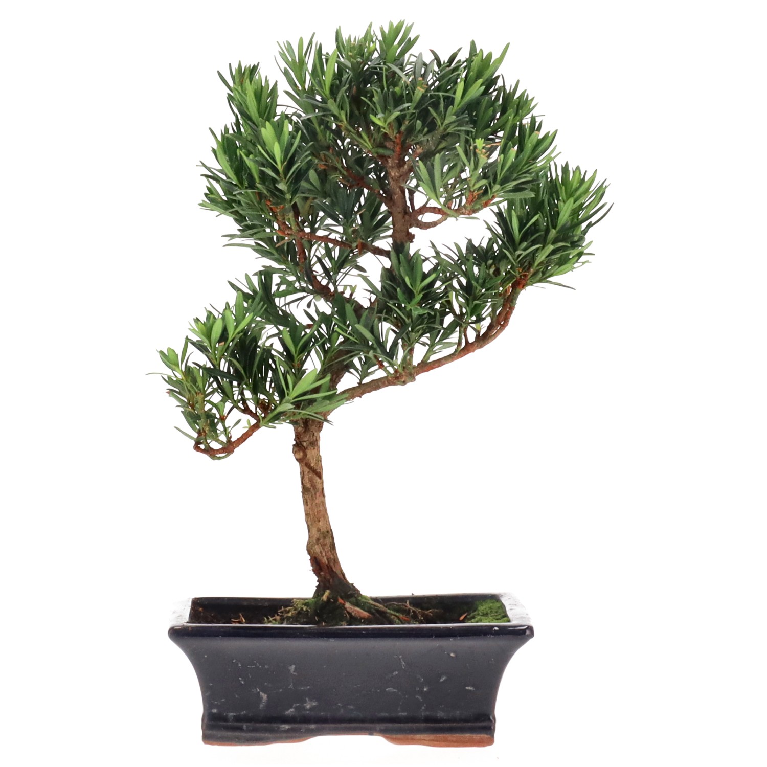 Buddhist pine, approx. 10 y. (30 cm)