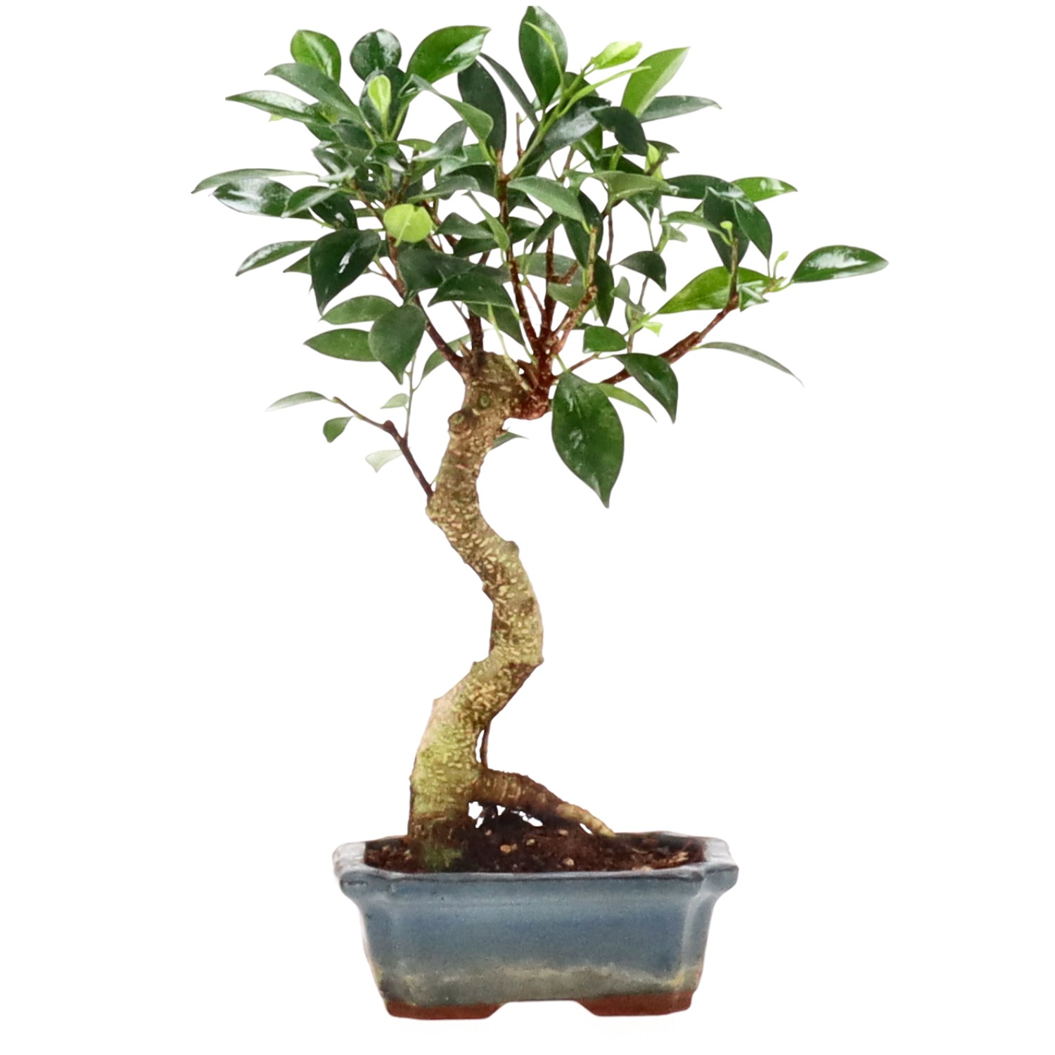 Indian Laurel, approx. 7 y. (30 cm)