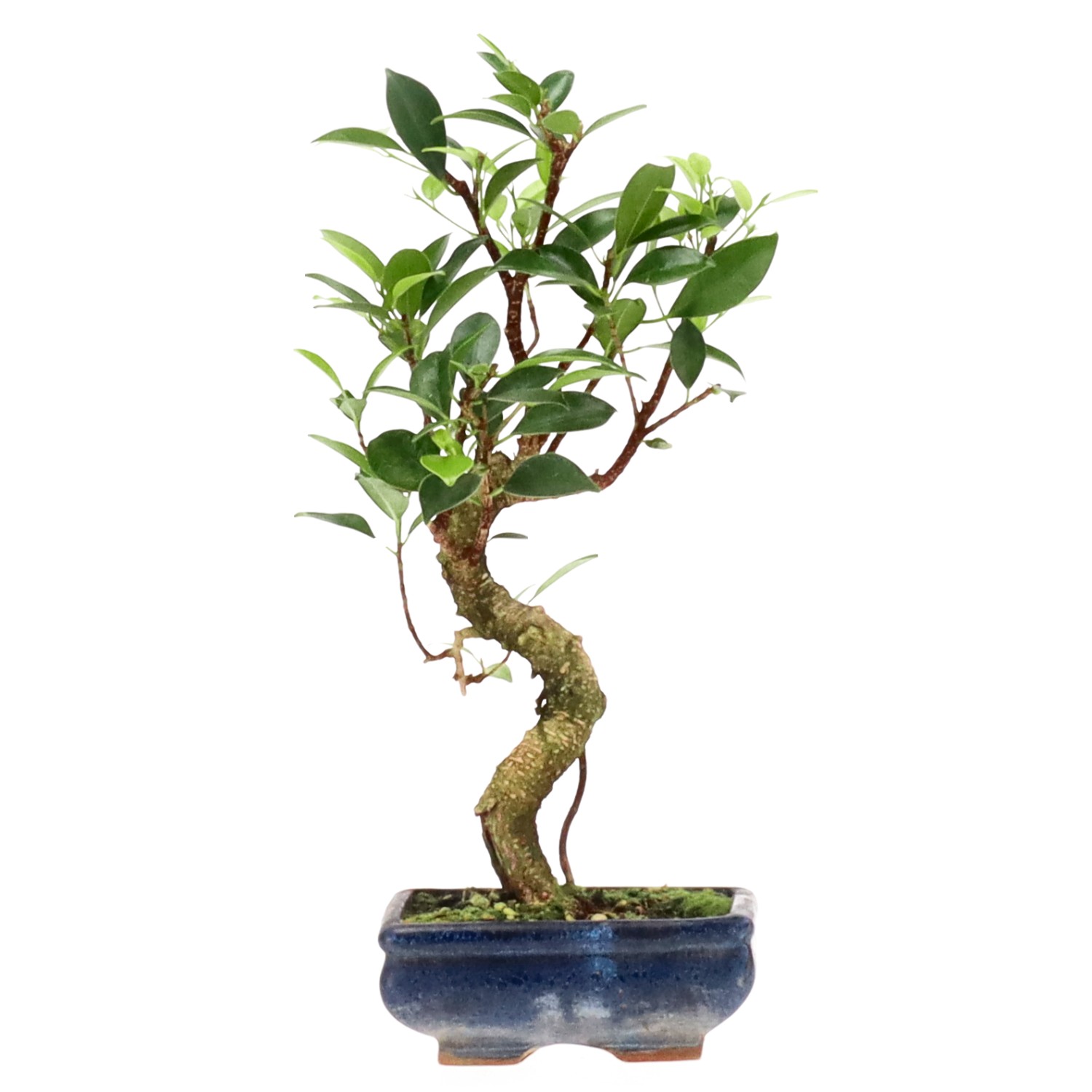 Indian Laurel, approx. 7 y. (30 cm)