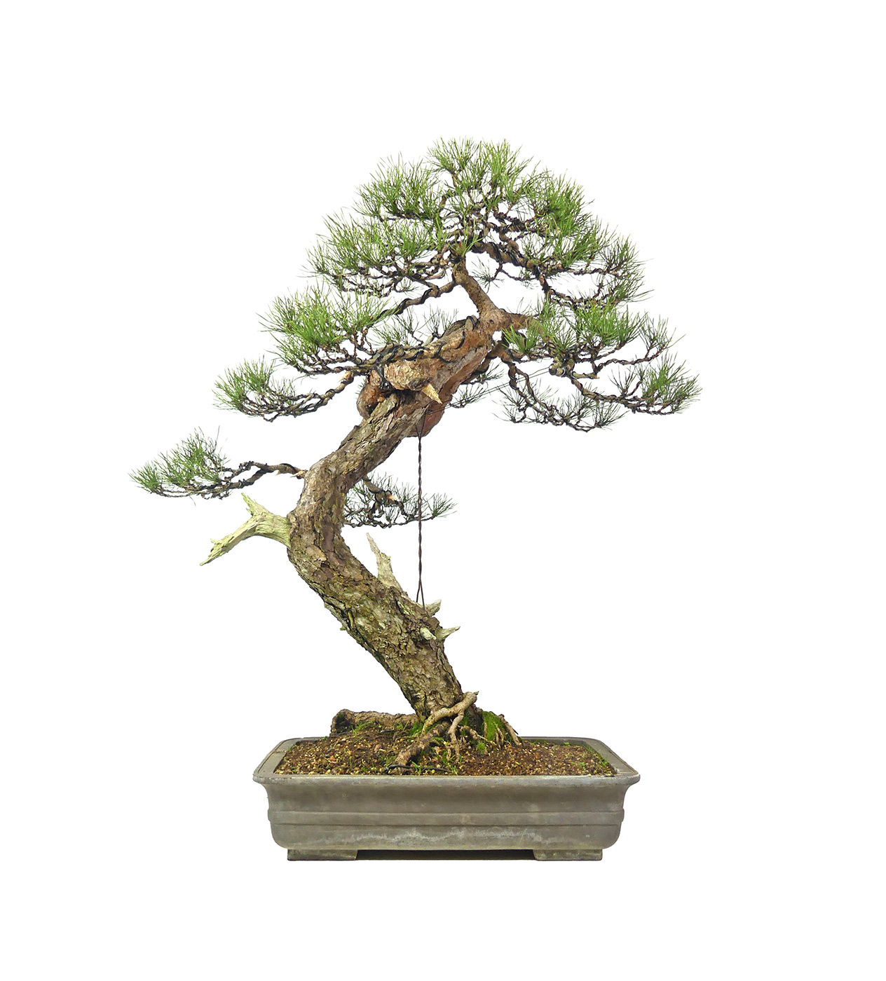 Pinus sylvestris, ca. 50 anni (83 cm)