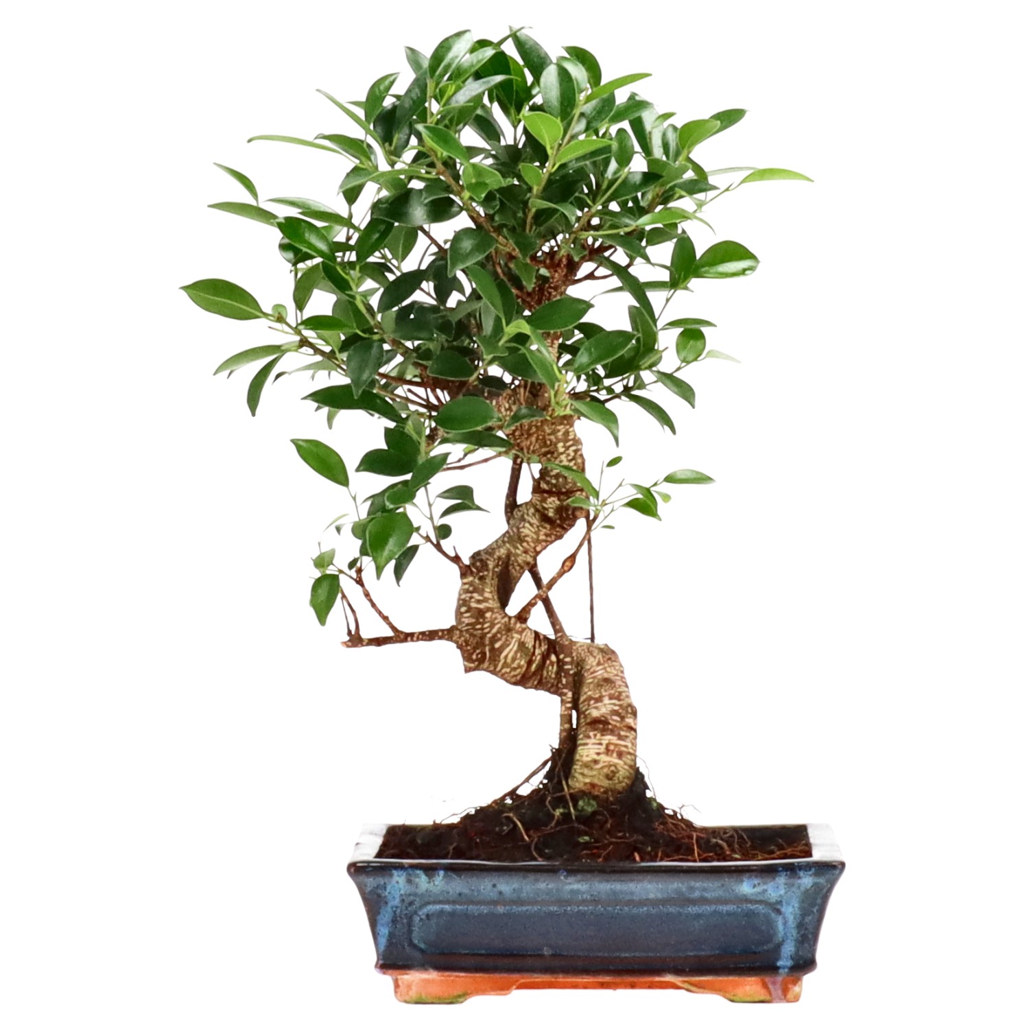 Indian Laurel, approx. 12 y. (38 cm)