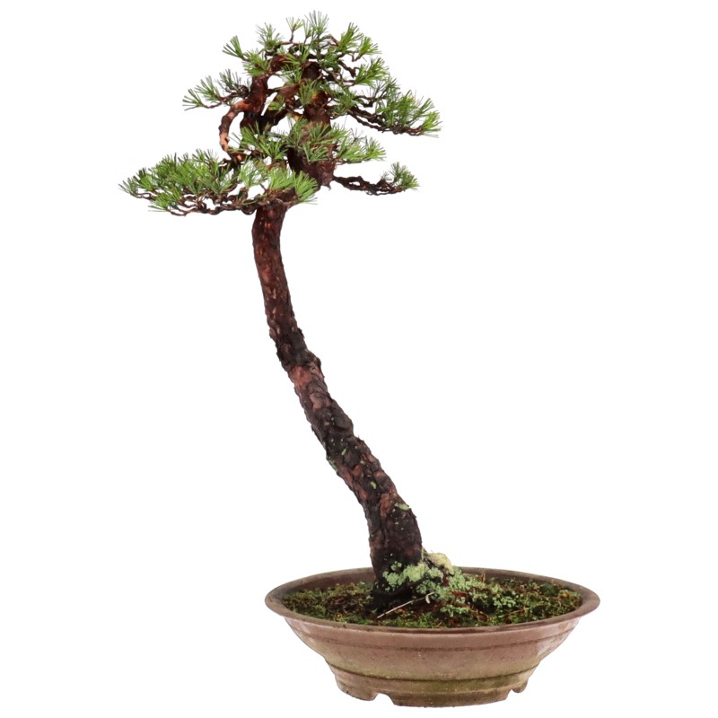 Pinus densiflora, env. 50 ans (83 cm)