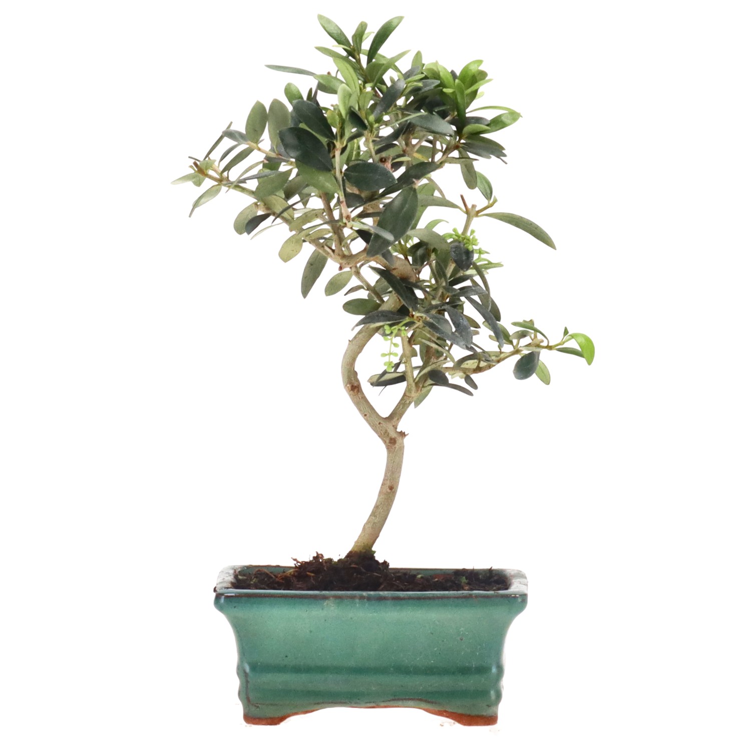Olive, ca. 8 Jahre (29 cm)