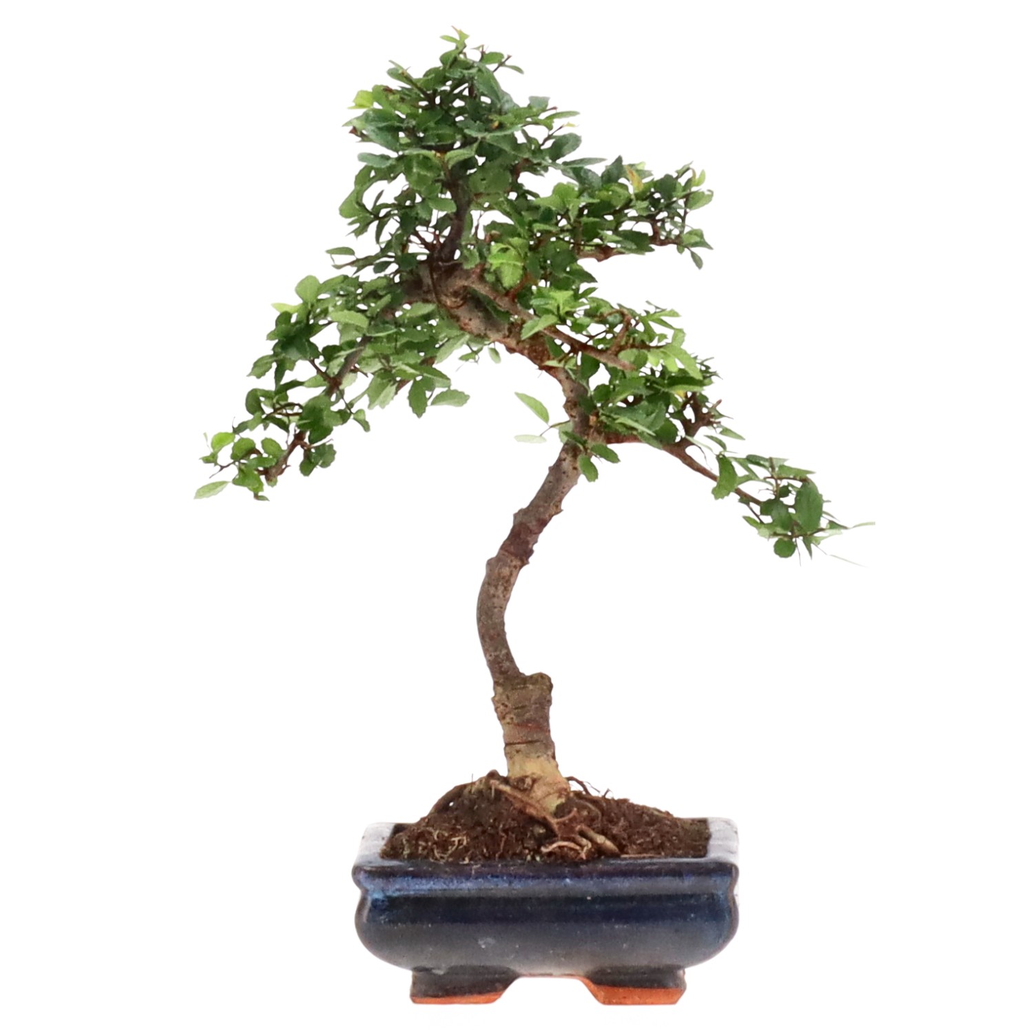 Chinese elm, approx. 7 y. (28 cm)