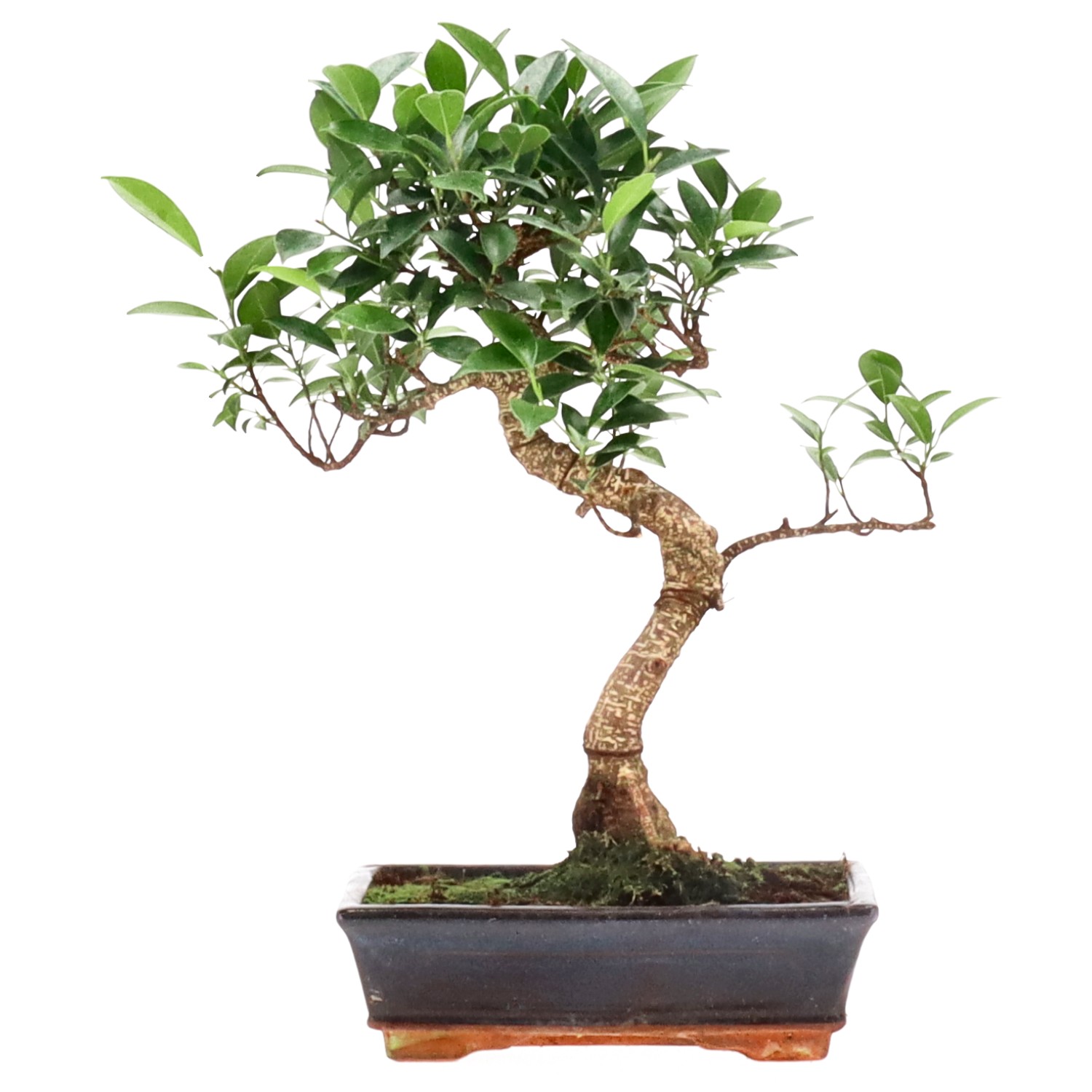 Ficus Retusa, env. 12 ans (36 cm)