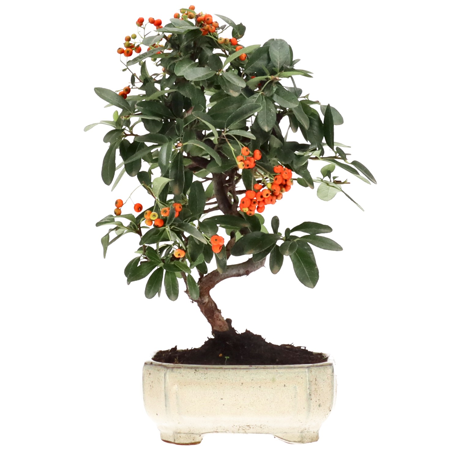 Firethorn, approx. 7 y. (28 cm)